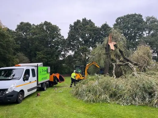 dr jones tree clearance