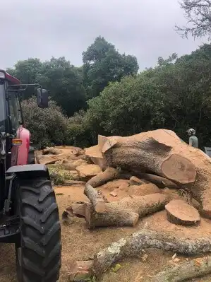 Dr Jones tree clearance lindford