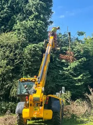 Dr Jones tree surgery felling