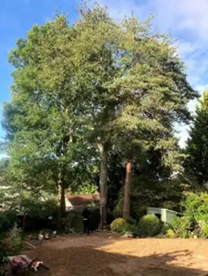 Dr jones tree health check